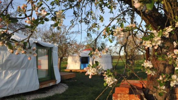 Jurty v Sadu, Český Brod